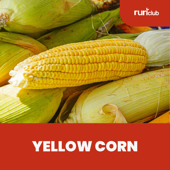 Yellow Corn Rescue