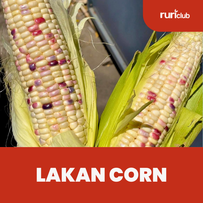 Lakan Corn
