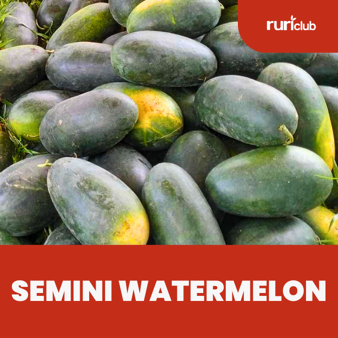 Semini Watermelon