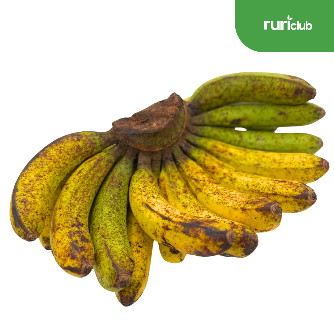 Banana Lacatan