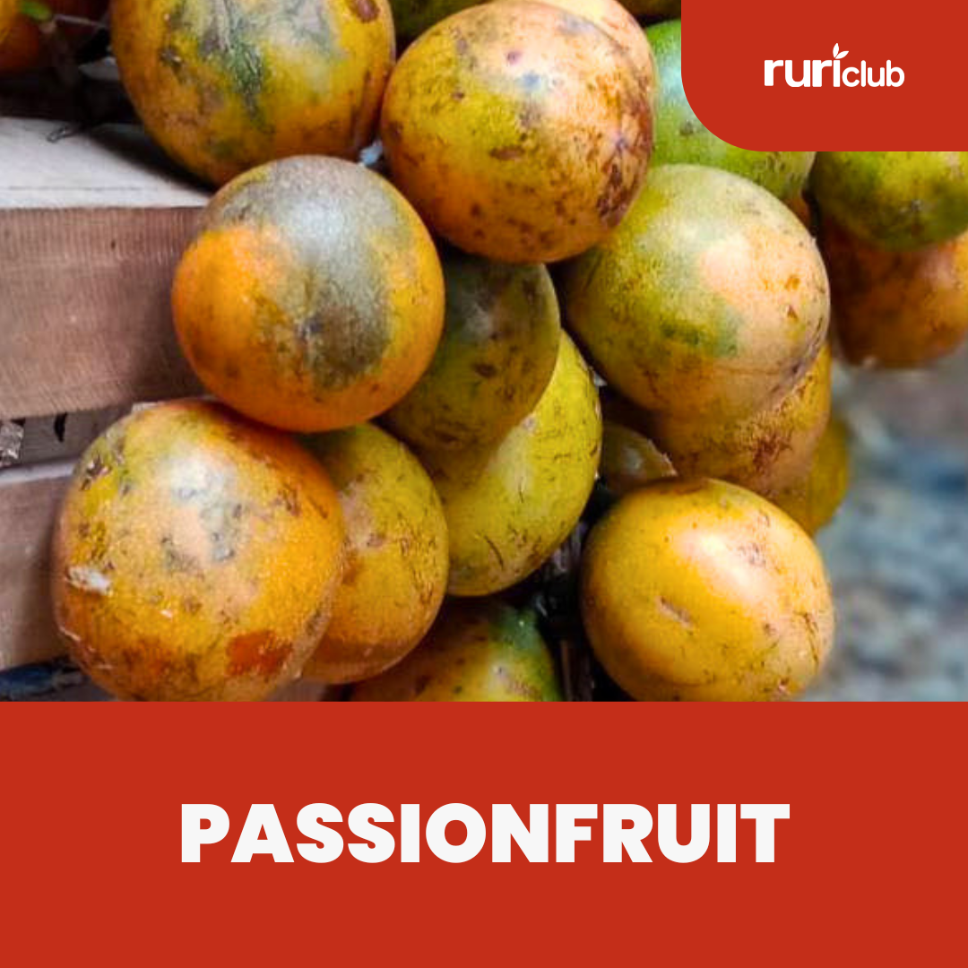 Passionfruit (12pcs) GB