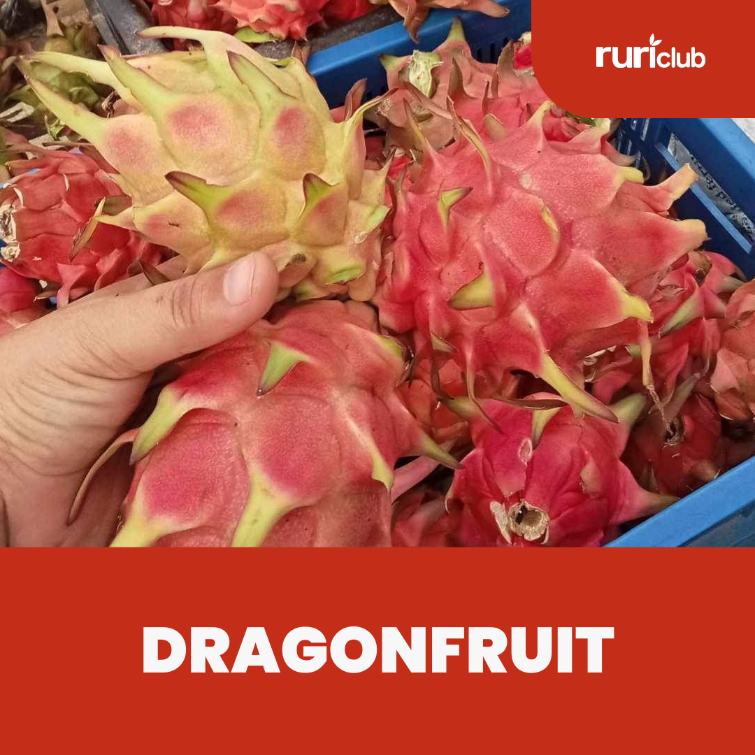 Organic Dragonfruit GB