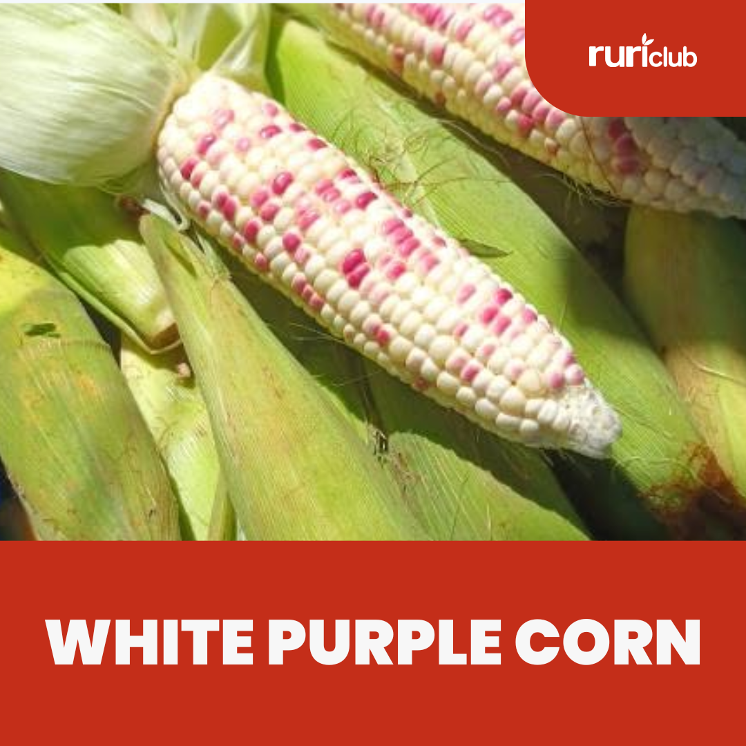 White Purple Corn