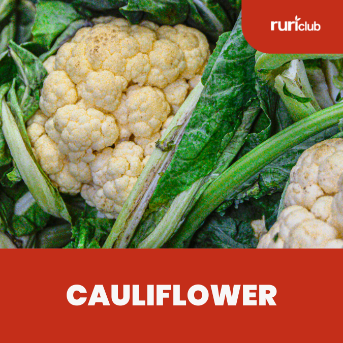 Cauliflower (Rolled)
