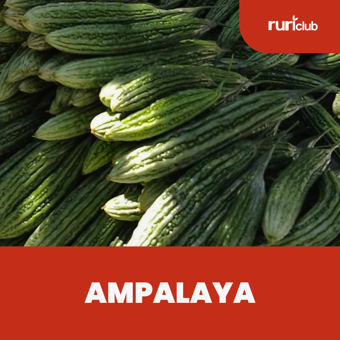 Ampalaya Rescue