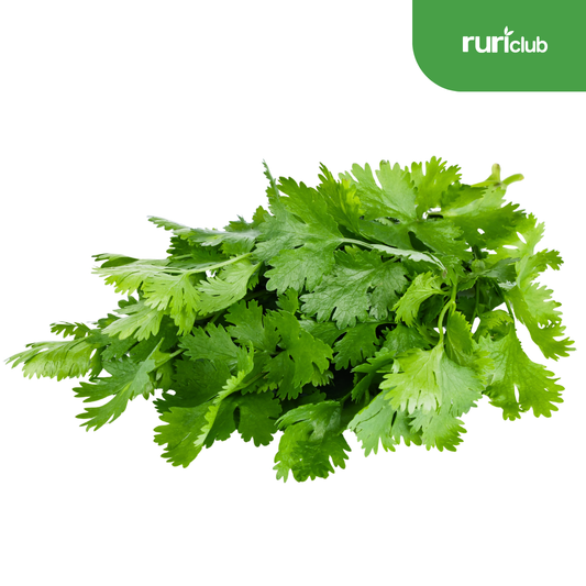 Cilantro