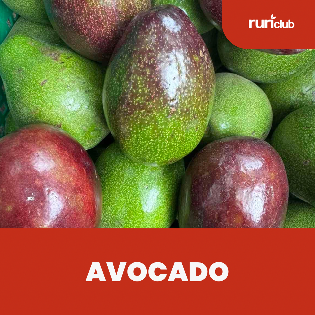 Avocado GB
