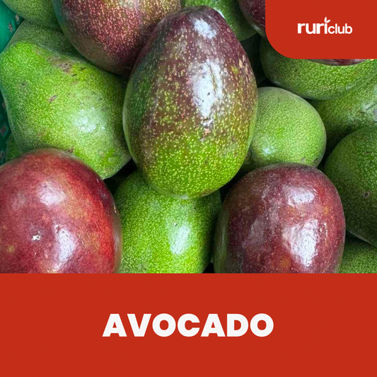 Avocado GB