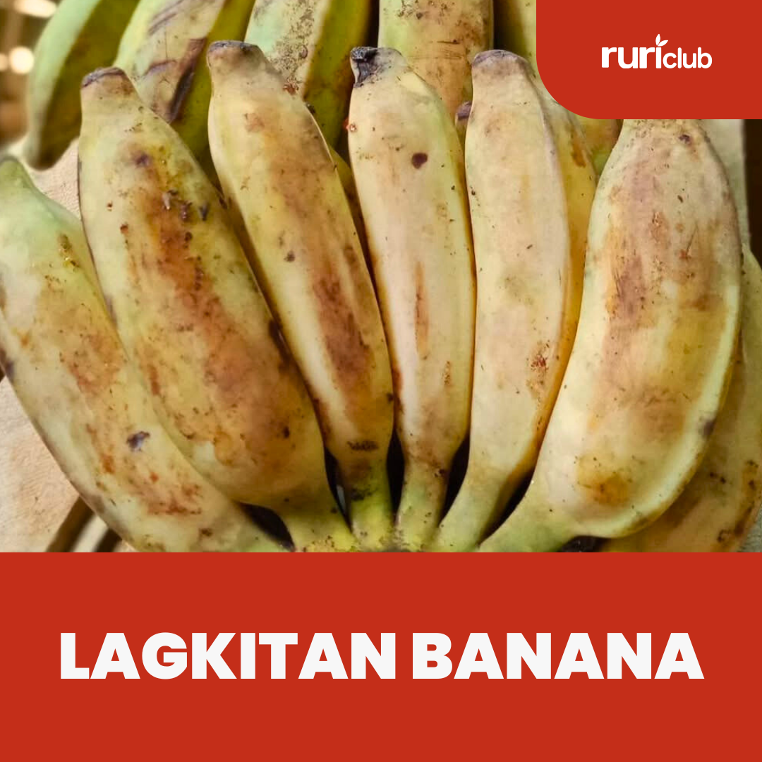 Lagkitan Banana