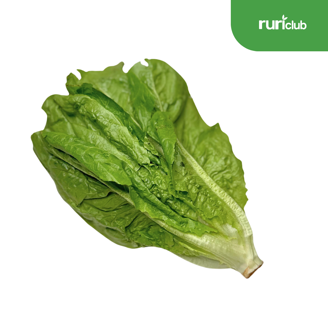 Lettuce Romaine