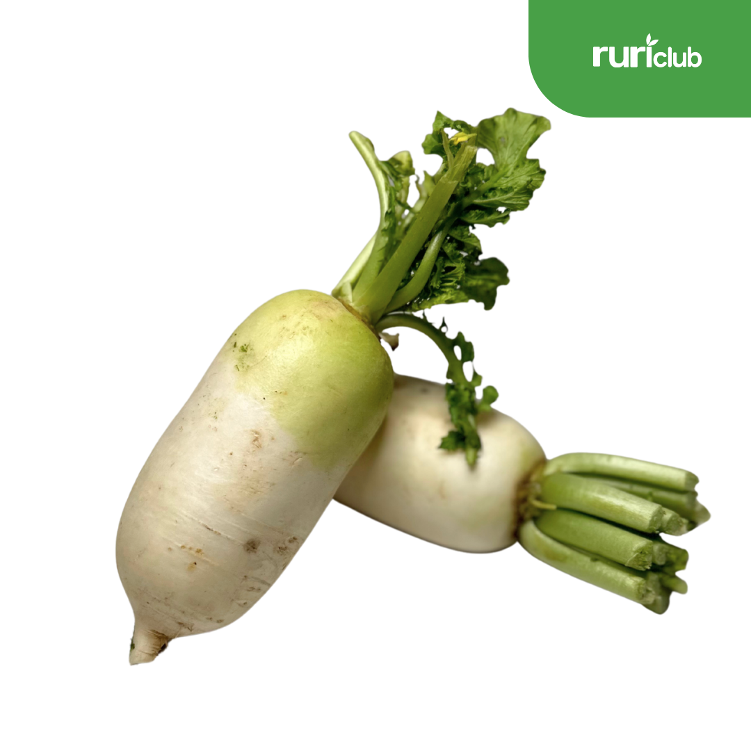 Radish korean