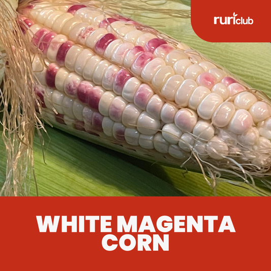 White Magenta Corn