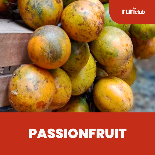 Passionfruit (12pcs) GB