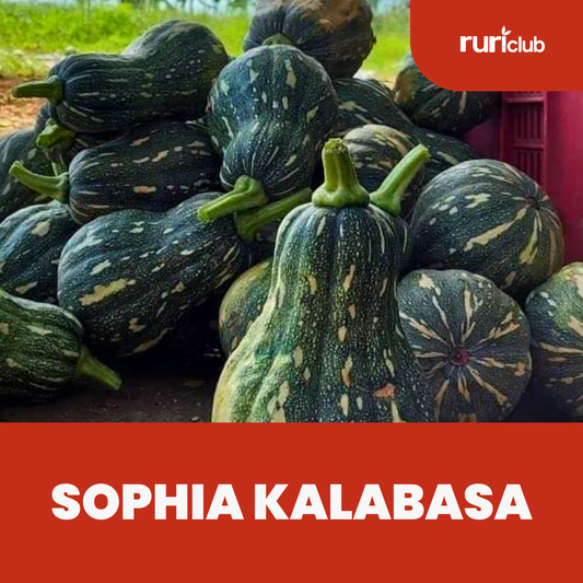Sophia Kalabasa GB