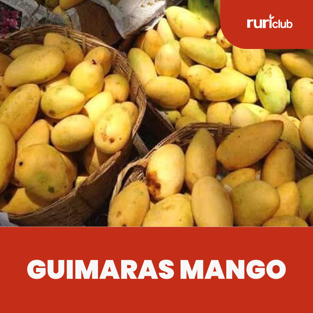 Guimaras Mango RR Rescue