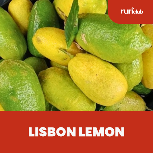 Lisbon Lemon GB