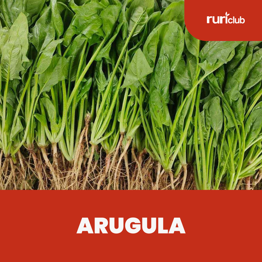 Arugula (Baby)