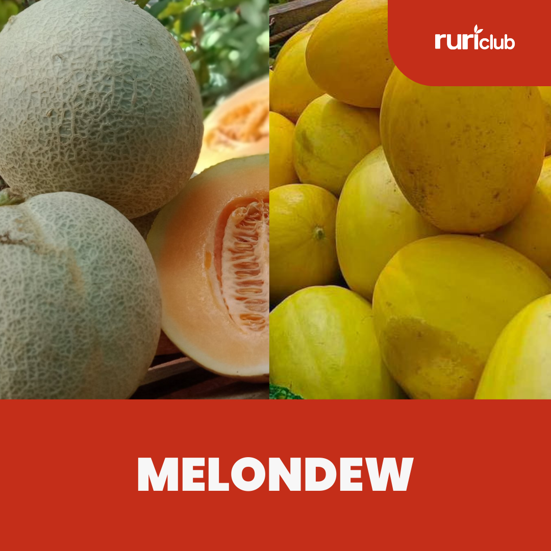 Melondew
