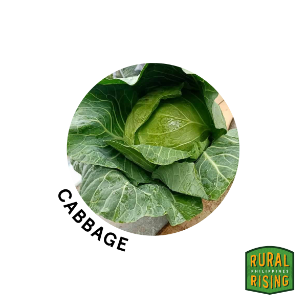 Green Cabbage