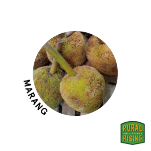 Marang Rescue