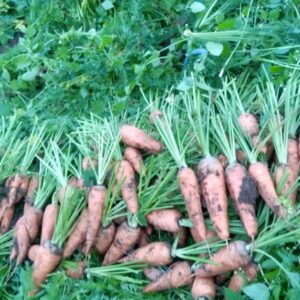 Naturally Grown Carrots