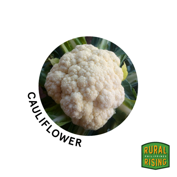 Cauliflower Untrimmed