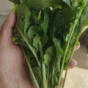 Arugula