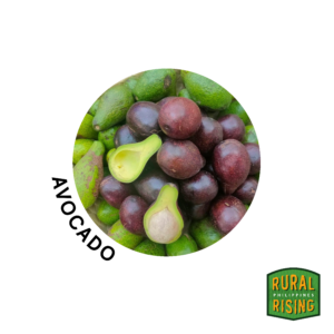 Avocado