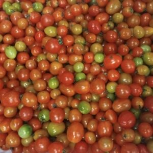 Cherry Tomato